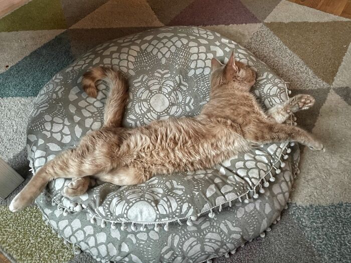 The Puuurrfect Position