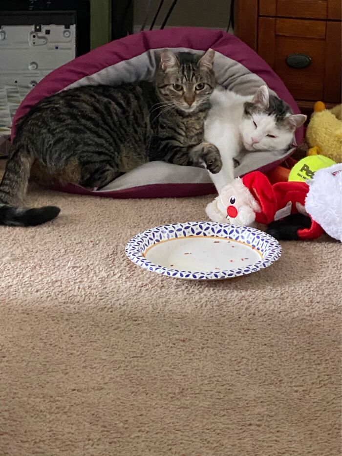 These Boys Were Separated And Both Returned. Shelter Realized They Needed To Remain Together.