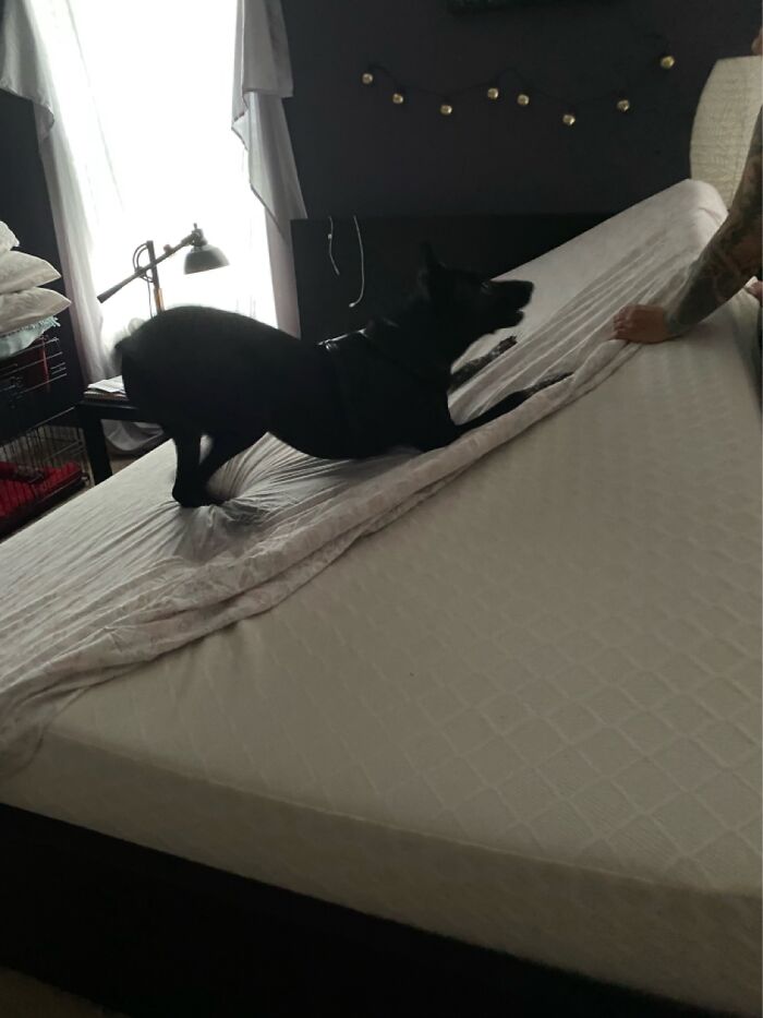 Every Time I Charge Sheets He Gets Super Excited And I Have No Idea Why 🤷🏻‍♀️😆