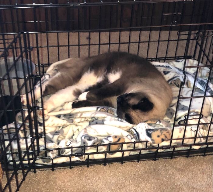 Penny Doesn’t Sleep In The Crate To Taunt The Dog. It’s In Front Of The Heat Vent