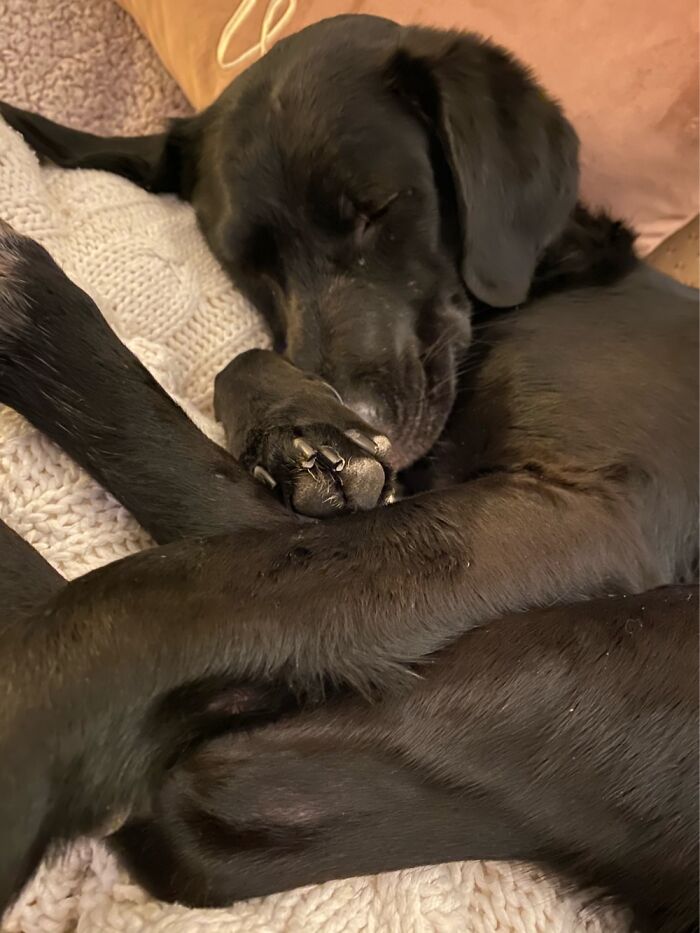 How Do They Fold Like This?! Sweet Ophie Girl ♥️