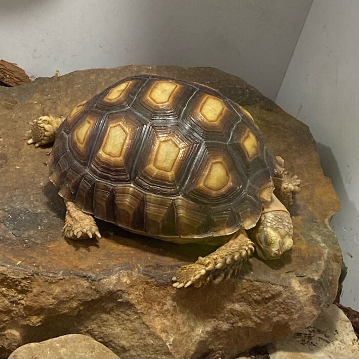 I Have Sooooo Many Pictures Of This One Sleeping, Because — Well.....