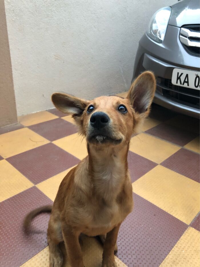 Boomer’s Milk Goatee