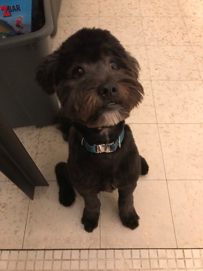 Lil White Beard And Brown Mustache :)