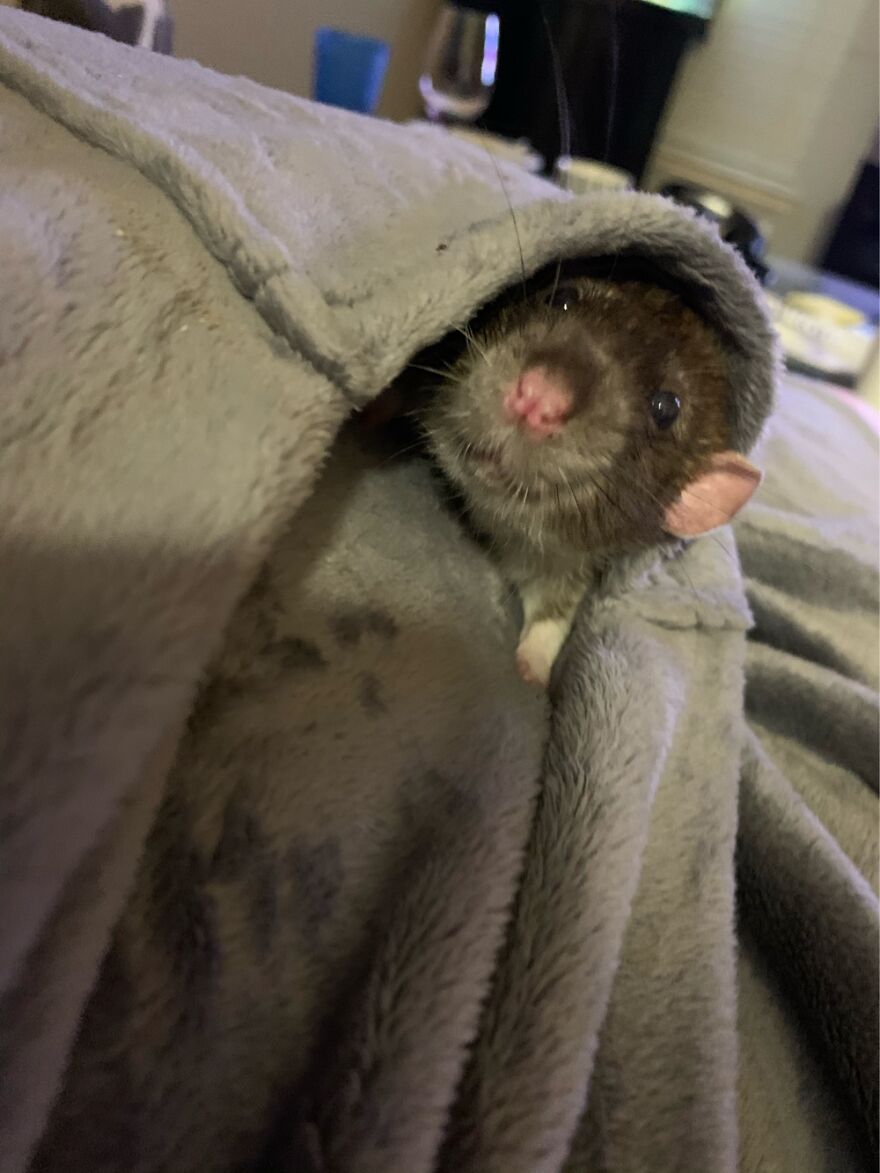 Tater The Almost Snake Food And My First Rat Ever