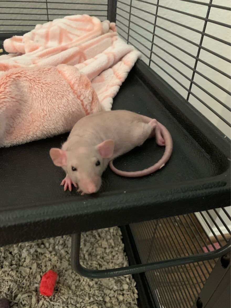 Wally When He Was A Baby, My Furless Boy