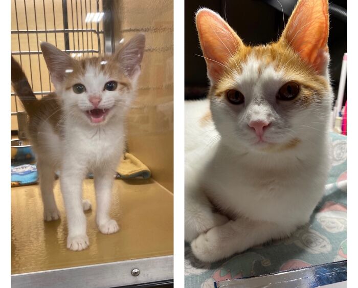 The Day I Adopted Him To Today. I’ve Loved Everyday With Him.