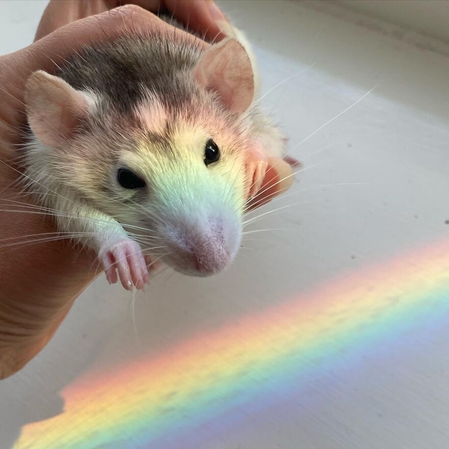 Banana Supports Lgbtq Rights