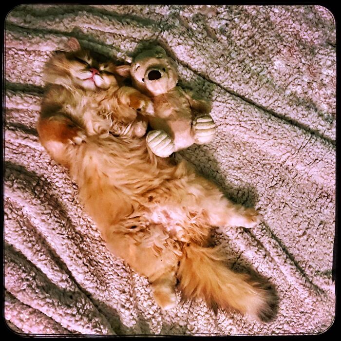 Gummi With His Teddy