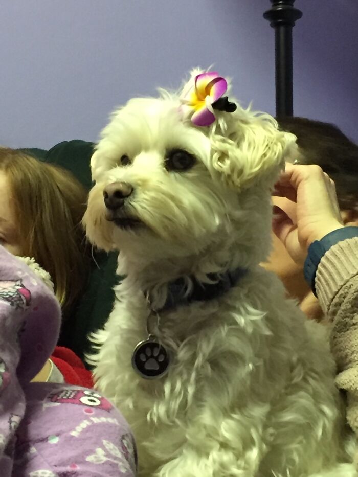 TV Even Hypnotises Dogs