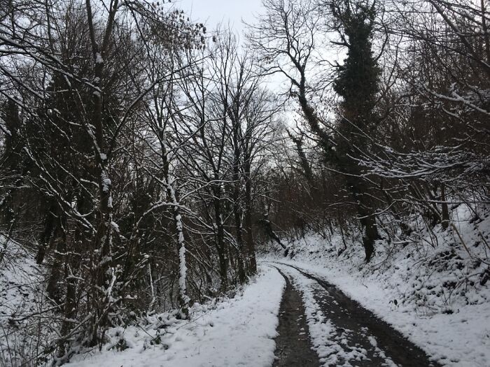 Snow, Forest And Long Walks 😍