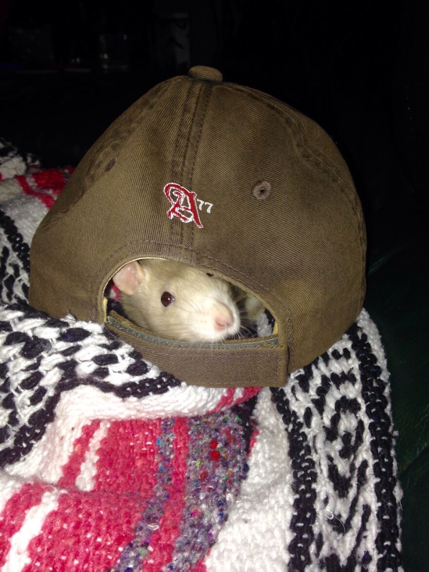 Rat In A Hat