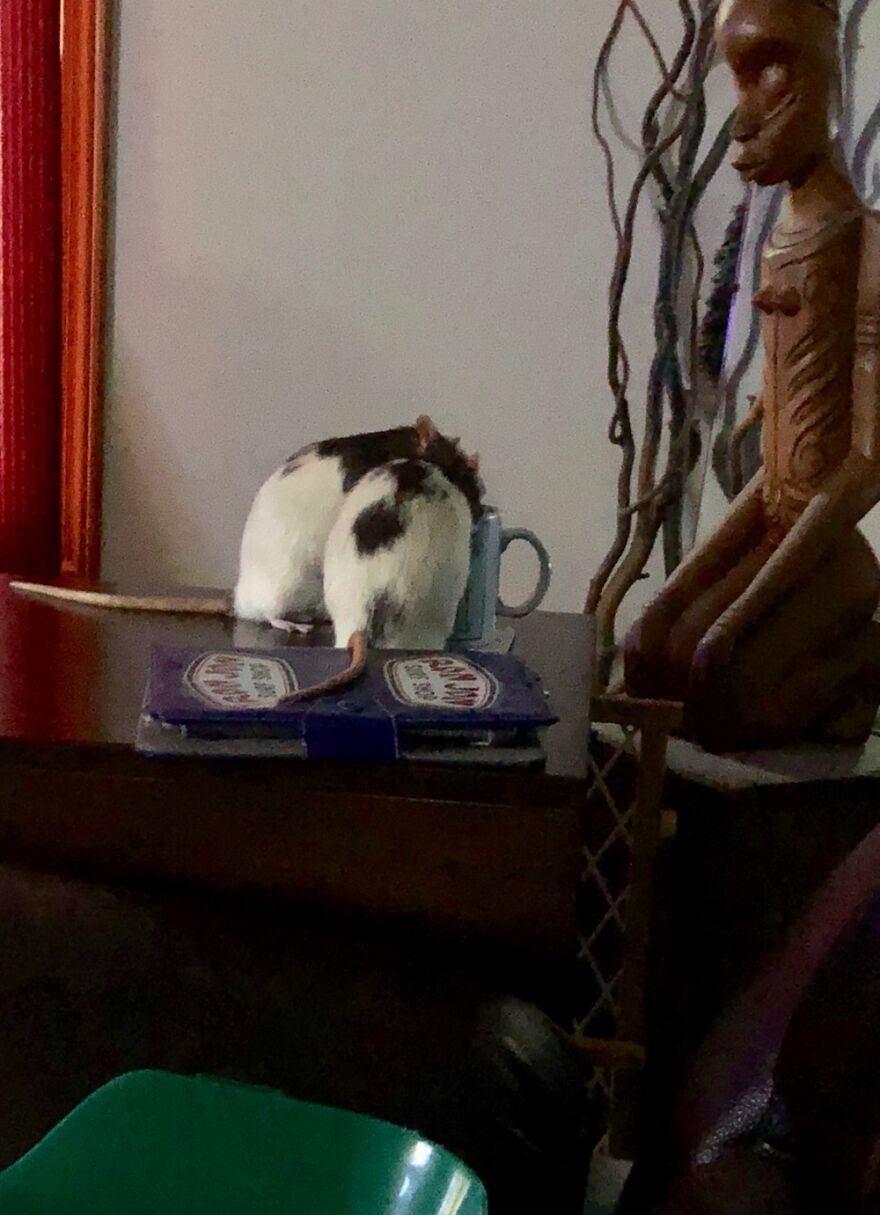 Otis And Rex At The Watering Hole