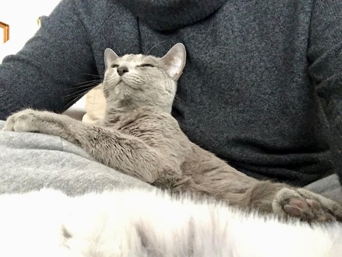 Our Littlest Russian Blue: Pavel Pushkin