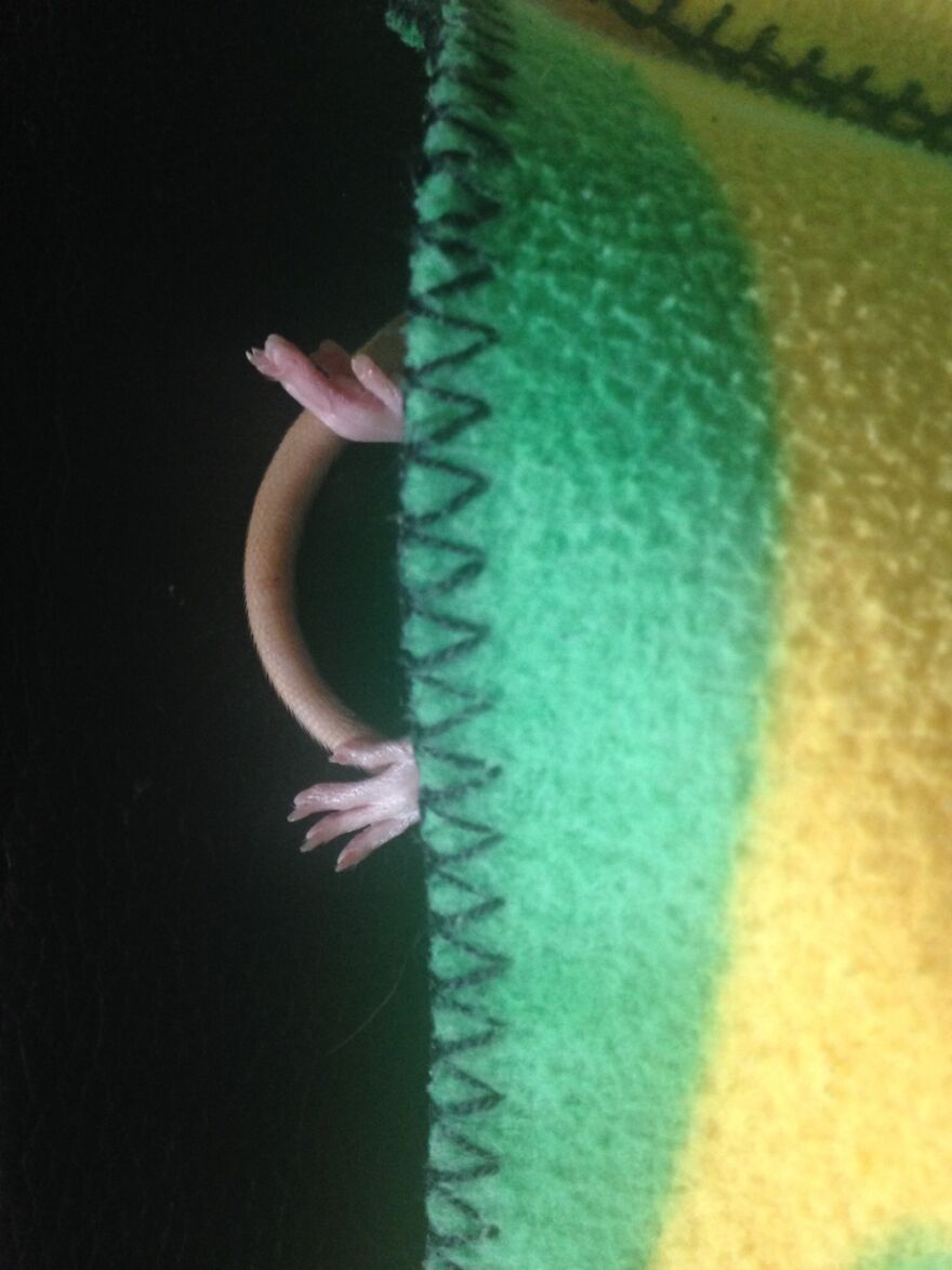 Upside Down Under A Blanket Nap