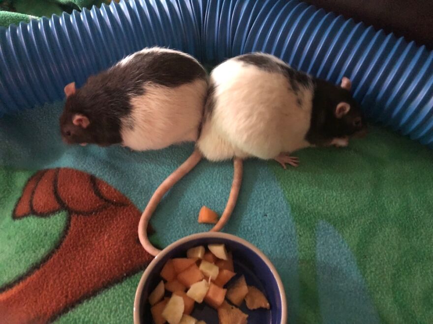 Lunch At Separate Tables