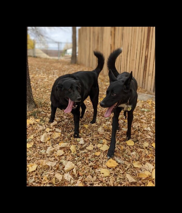 Cousins So Happy To See Each Other Again After Being Apart Only For Couple Weeks! ♥️🐕