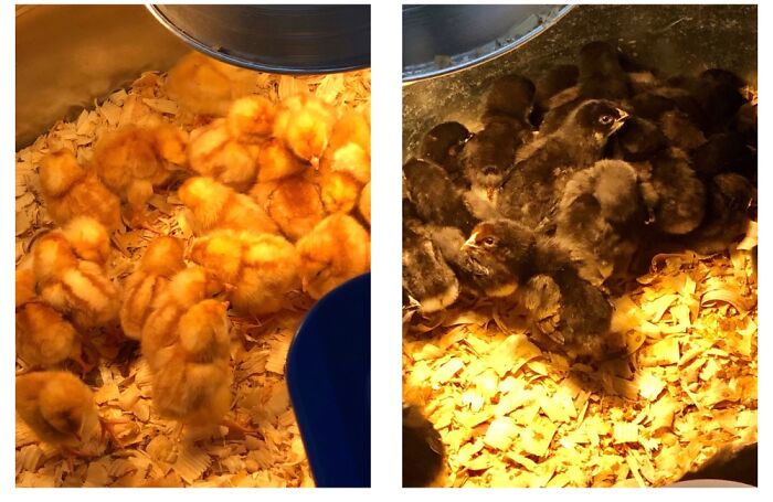 What's Happier Than Little Baby Peeps ?