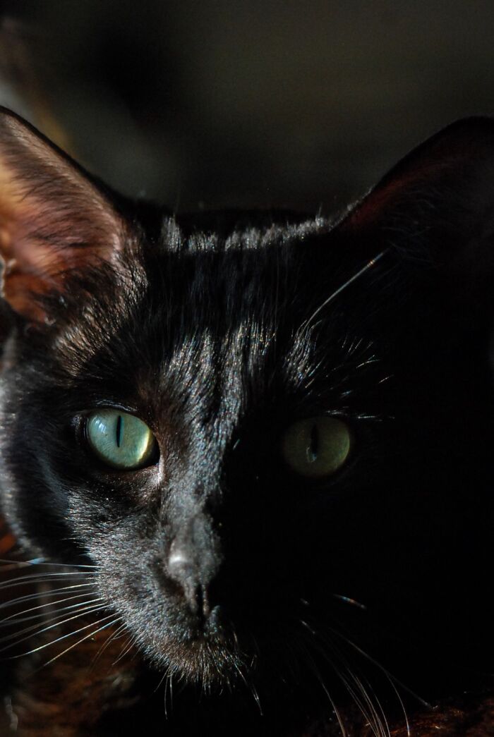 This Is Nic. He Is A Very Sweet, Soft Boi