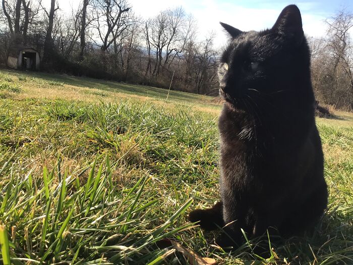 Cute Kitty Loves To Role Around In The Grass