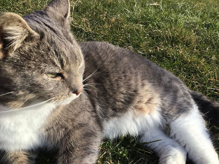 Chunky Boi Purrs So Loud I Can Hear Him From My Bedroom
