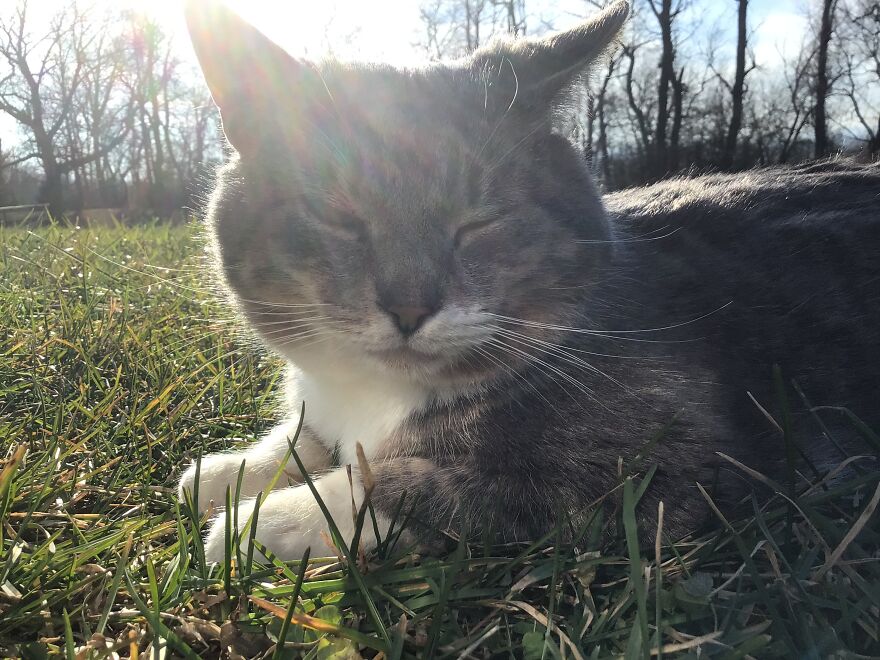 He Purrs So Loud I Can Hear Him Through Headphones