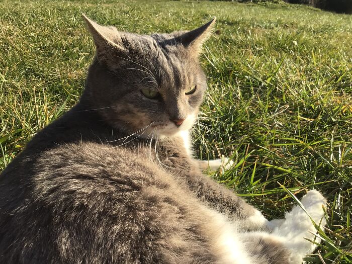 This Was The Best Photo I Could Get Of Him He Hates Cameras Tvt