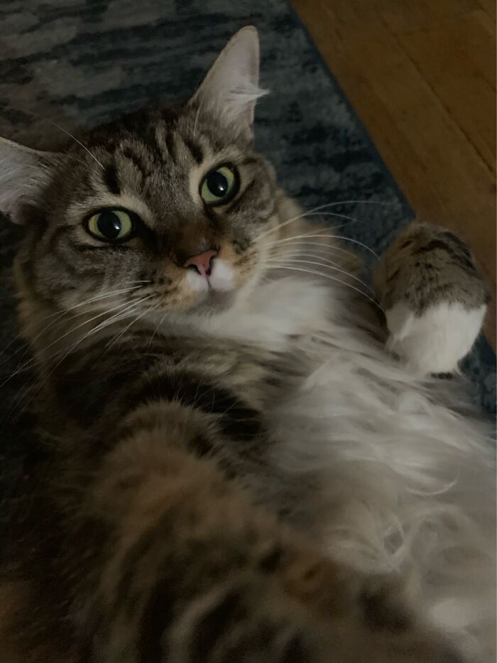 This Is My Fluff Monster Fifi. I Love Her Splotchy Little Face So Much