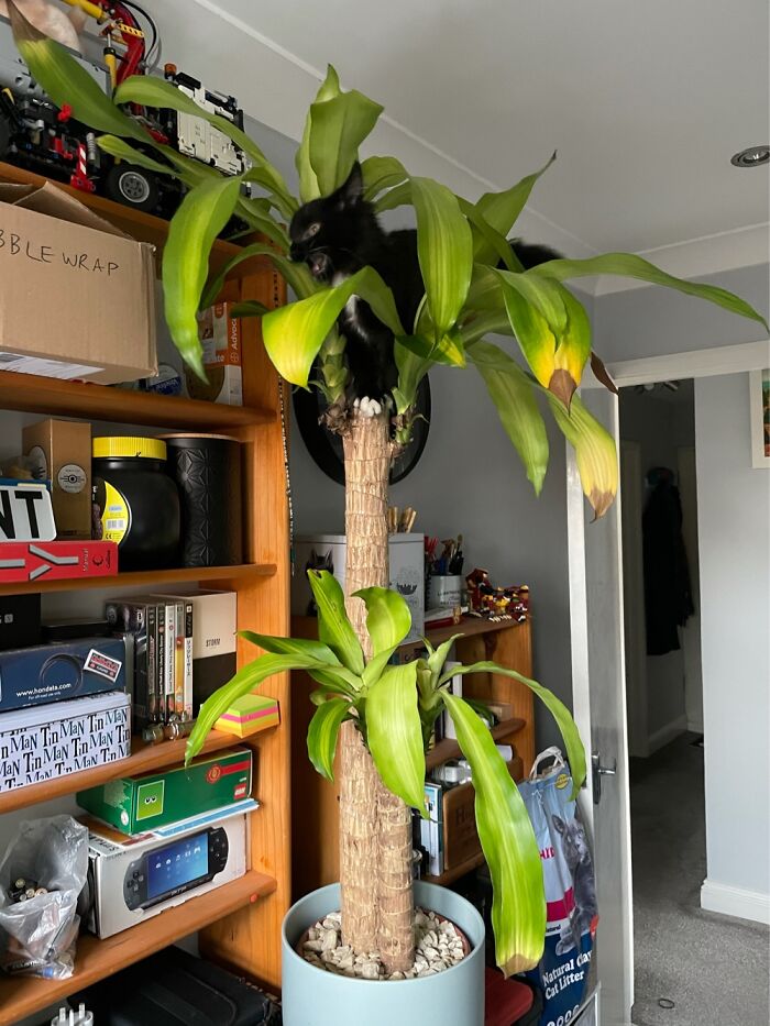 First Time Up A Tree... Loving Life Right There!!