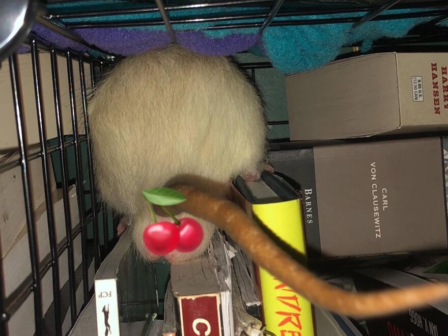 Our Boy Bullet Loves To Climb Through The Books. He’s Long Since Passed Though. 😢