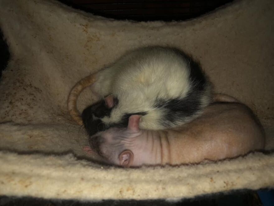 Clyde And Fritz All Cuddled Up. Both Long Since Passed. 😢