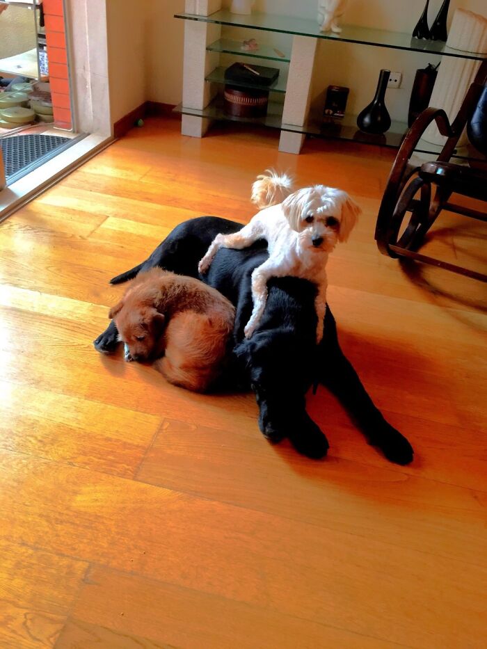 Shaki, Nicky And Snow