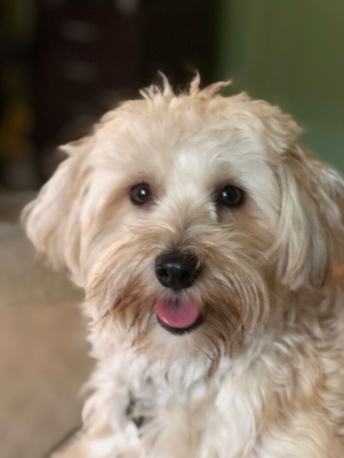 Charlie Loves Chillin With Mom And Dad