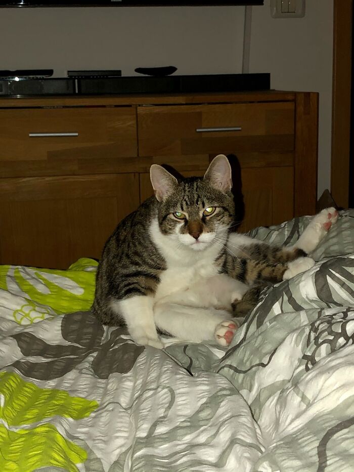 Do You Need Something, Hooman?