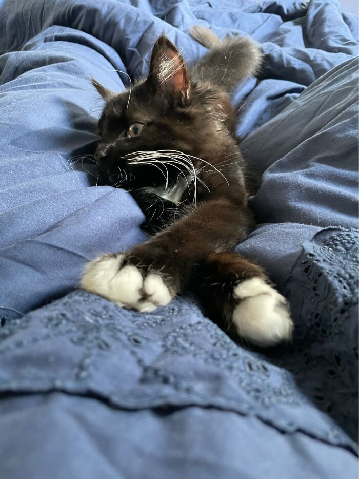 Albus Always Rests/Sleeps/Stares With His Paws Crossed, Since Day 1!