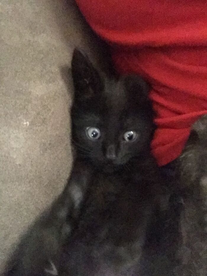 Freaked Out Ferguson