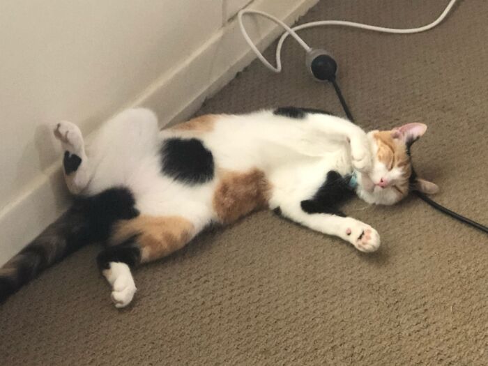 Alice Likes To Sleep Like This Sometimes