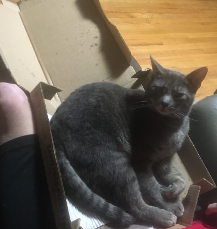 Lucky Mister Biskit Insisted On Getting Into The Pizza Box... To Sit.