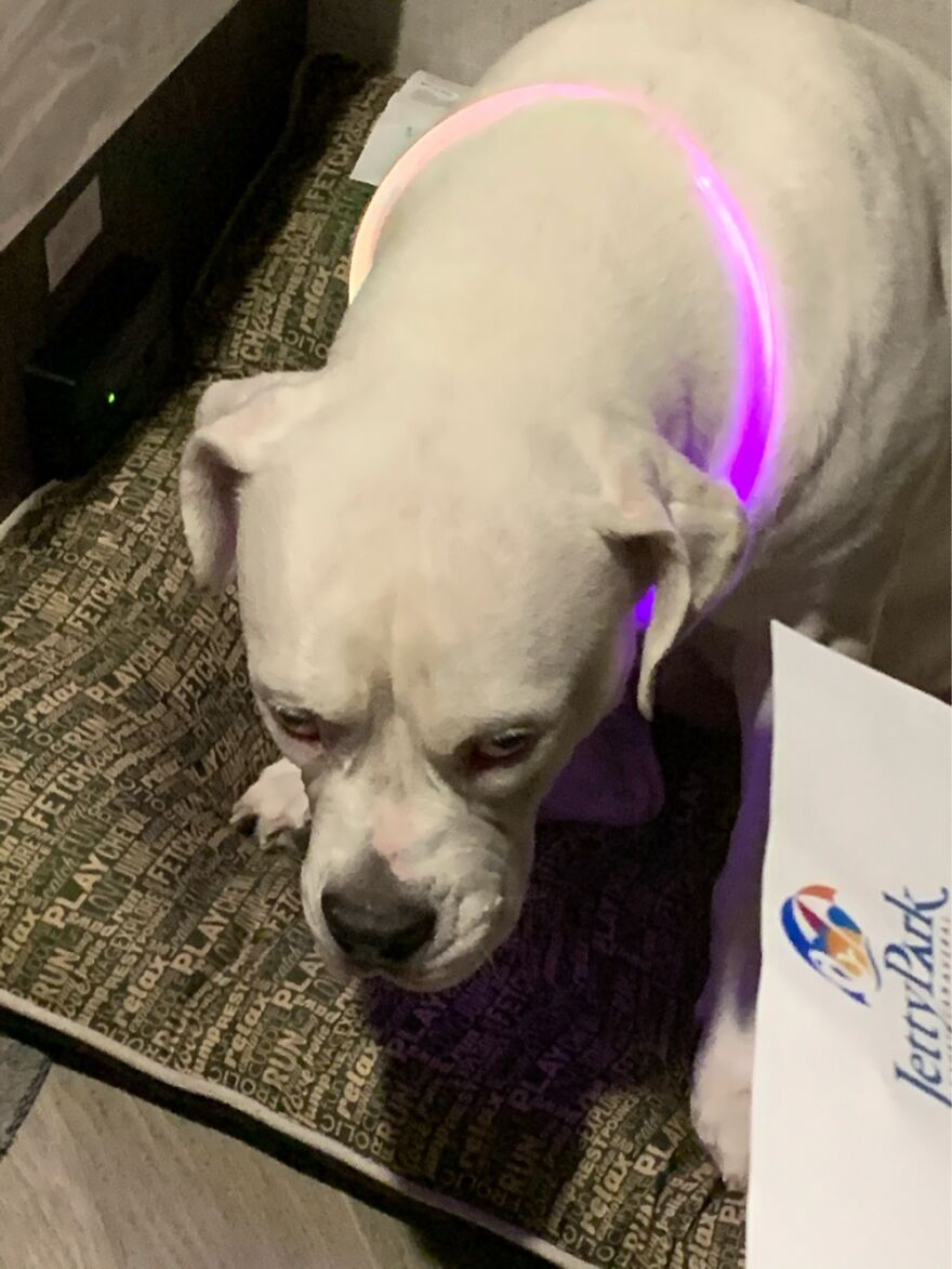 My Dog Sparke Gets Mad When She Sees Us Taking Pictures Of Her