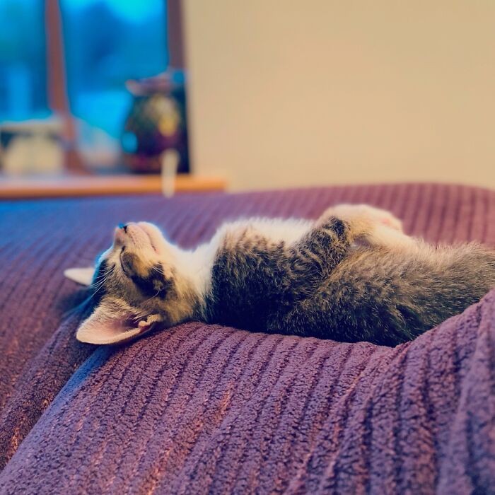 Keith Having His Tenth Nap Of The Day