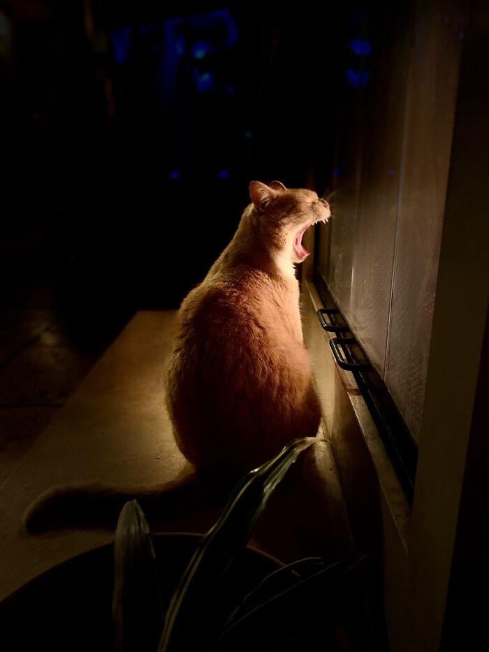 Possessed Or Opera Singer Your Choice. Pandorica Eloise