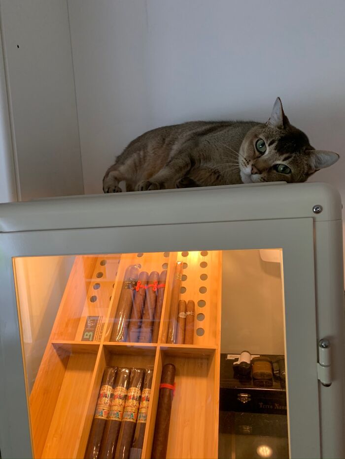 Masamba Is My Personal Cigar Guard Cat.