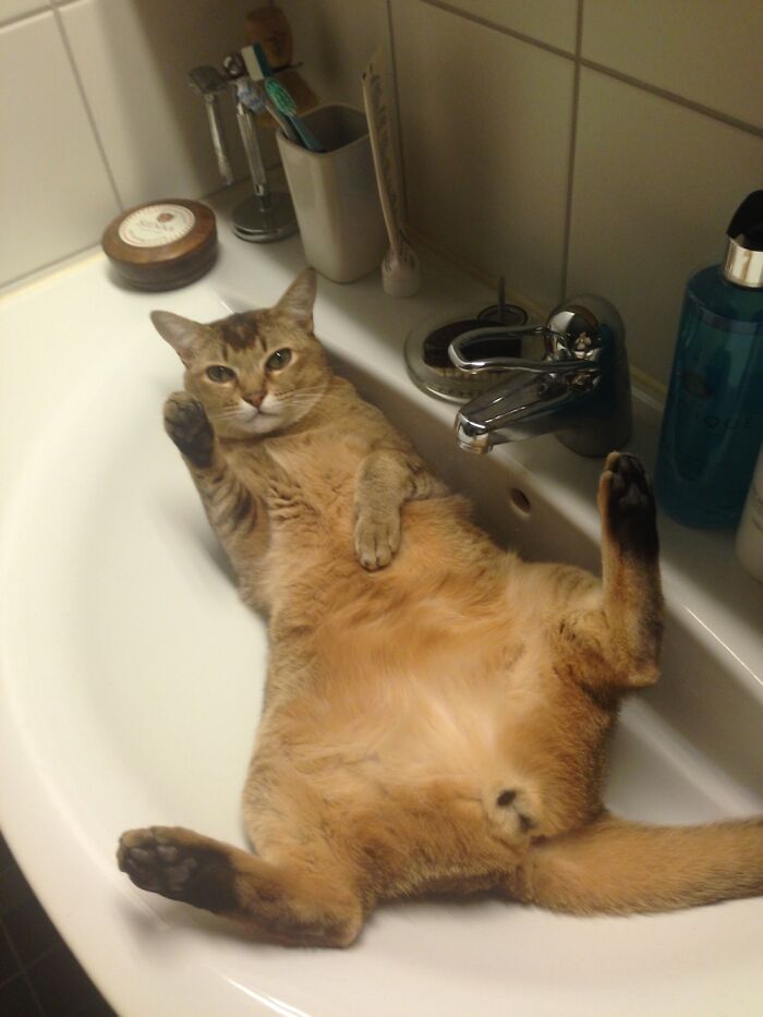 Big Pests In The Sink This Year...