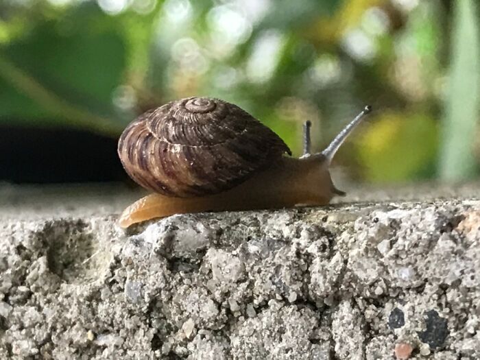 Jumping On The Snail Train.