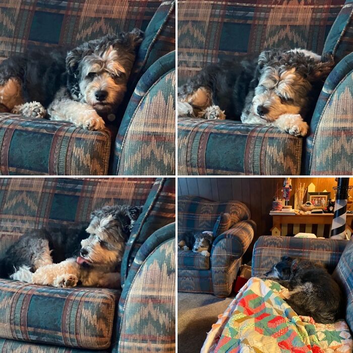 Skye And Goose, As Close As They Get