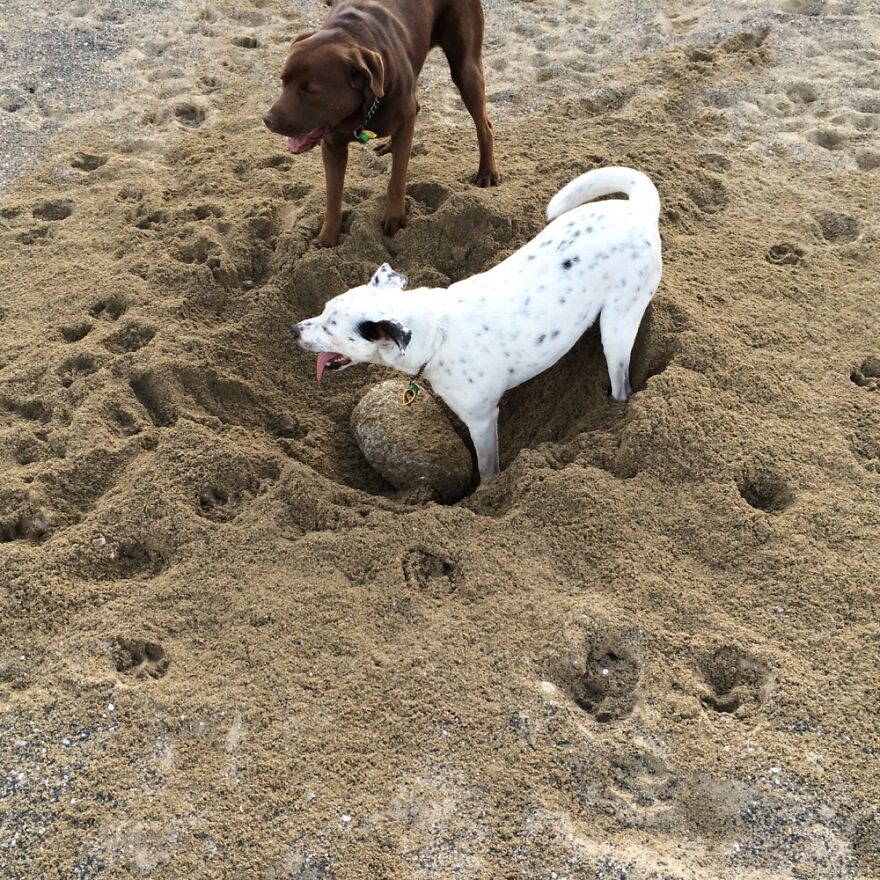 Sid Used To Think If He Dug All The Sand Away From Beach Rocks He’d Be Able To Pick Them Up