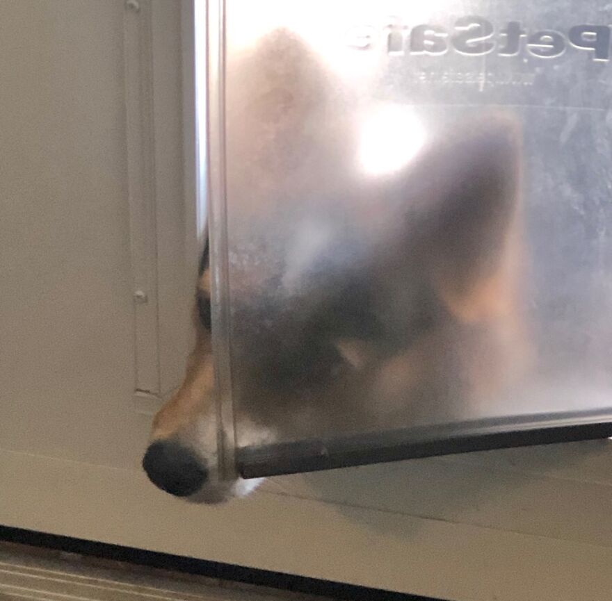 Scooter Scoping Out What’s Happening Inside