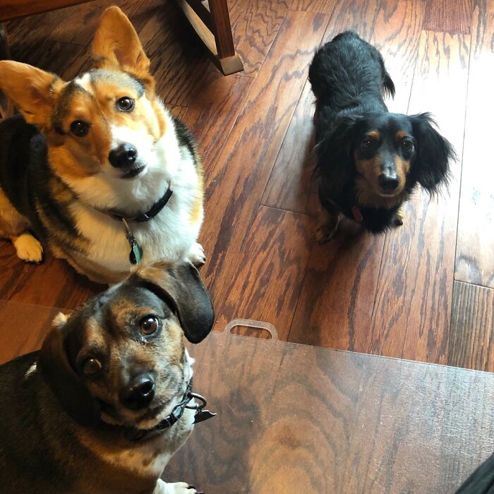 My Office Assistants Checking In