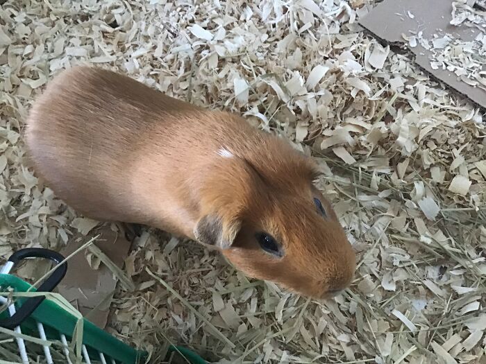 I Know A Guinea Pig Seems Normal, But They Are Considered Exotic In The Veterinary World