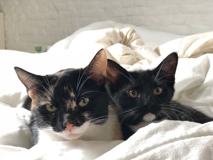 Marcelle And Pirukas